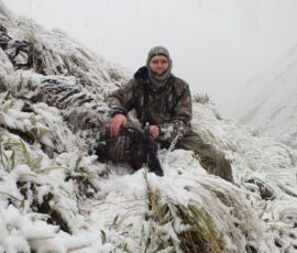 12 inch tahr bull trophy taken in blizzard