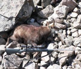 Chamois Buck