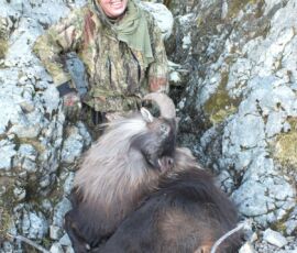 Craigs 14 1/2 gold medal bull