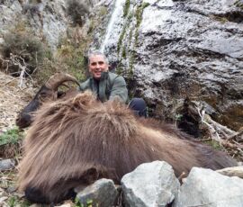 Trophy Tahr