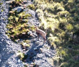 Free range trophy chamois