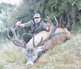 Steves big free range 12pt red stag