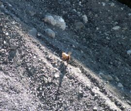 Trophy chamois buck